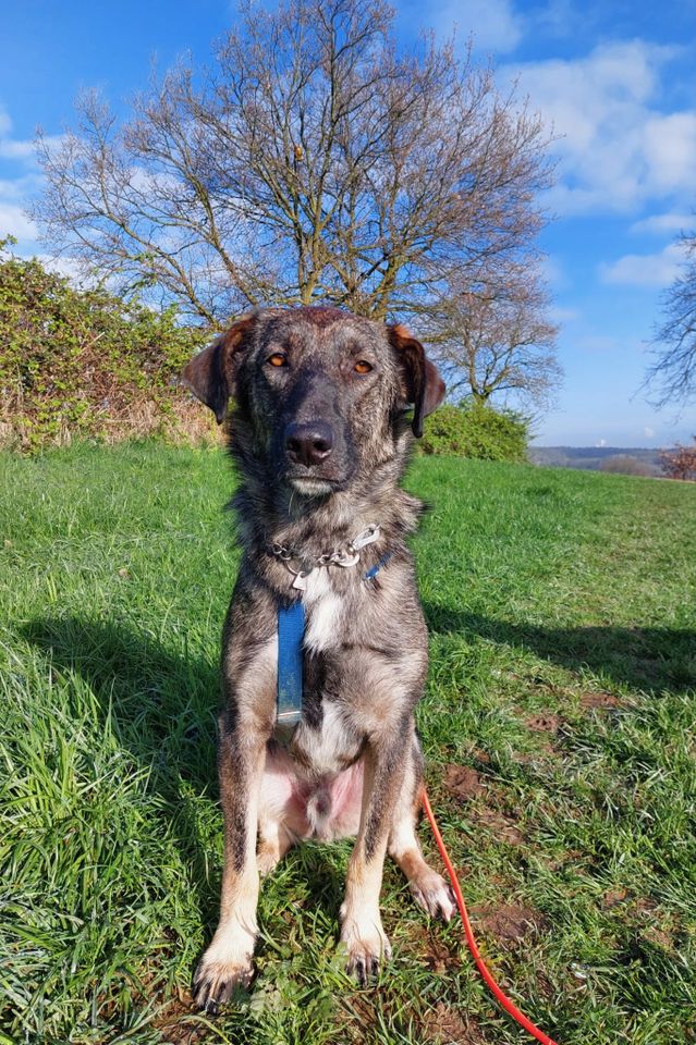 Lomo (ca.1,5 Jahre) liebt das Leben in Essen