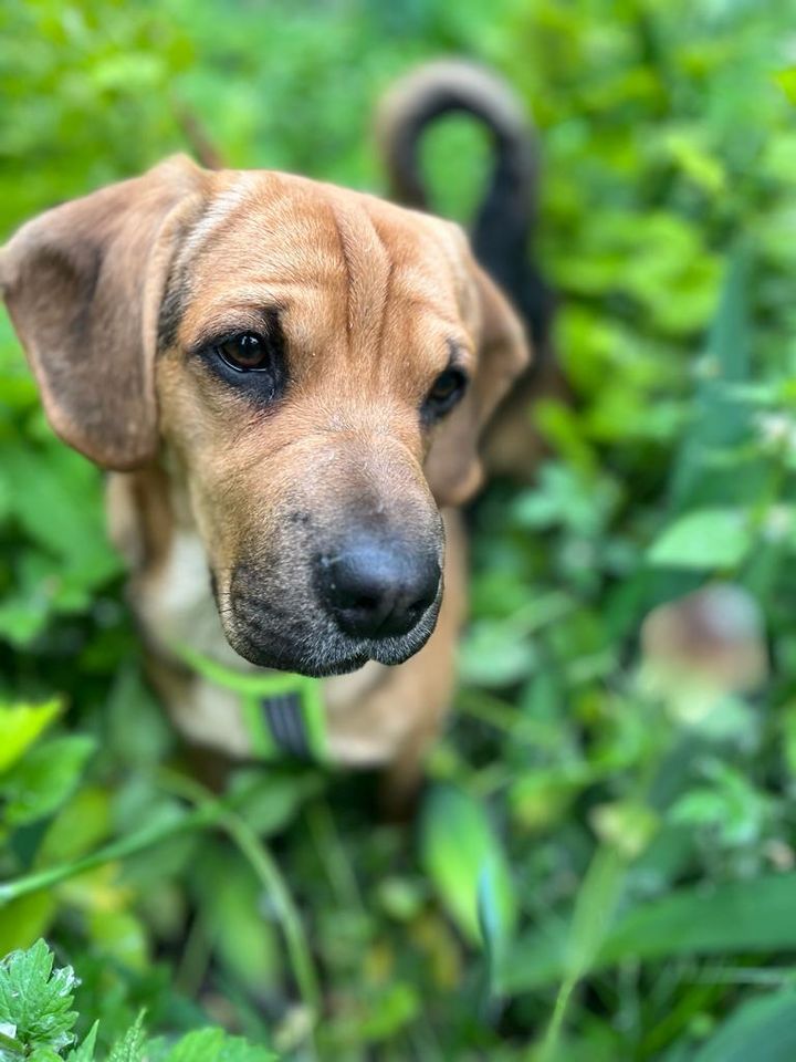 Bobby aus dem Tierschutz (1 Jahr) in 87648 Aitrang in Aitrang