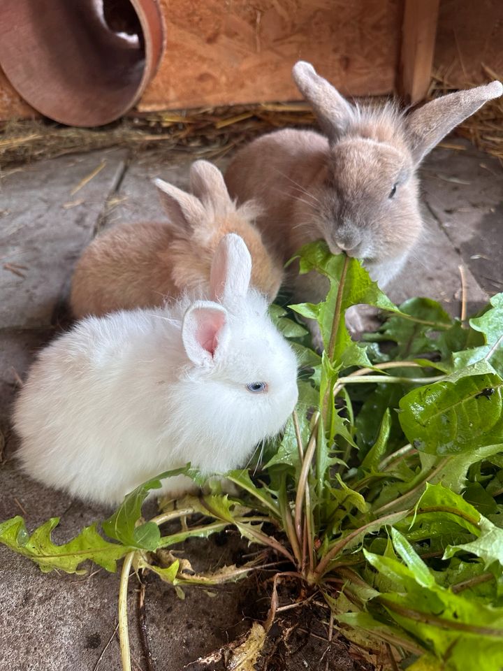 Löwenkopf Kaninchen Babys - Abgabebereit - 1 Rammler in Schwalbach