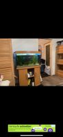 Aquarium Fische komplett über 100 Fische pflanzen Pumpe Juwel Berlin - Spandau Vorschau