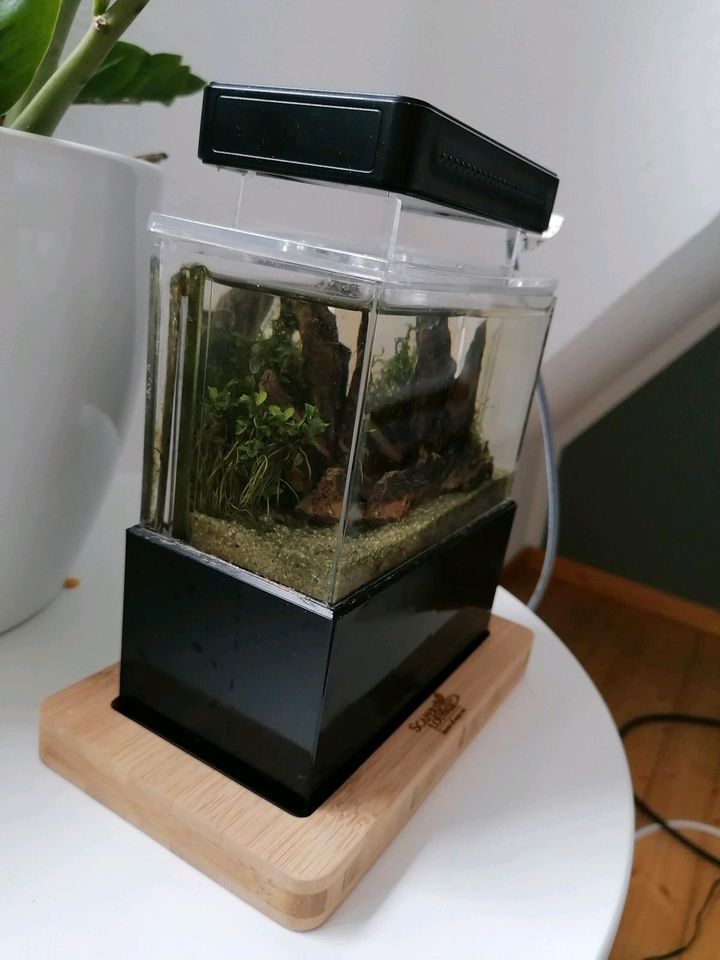Mini Aquarium für Zwerggarnelen in Linsengericht