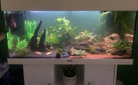Suche Aquariumpflanzen für mein 200 Liter Becken! Hessen - Darmstadt Vorschau