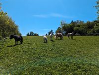 Mehrere Ponys zu verkaufen Bayern - Oettingen in Bayern Vorschau