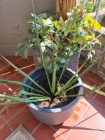 Yucca, fädrige Palmlilie, Pflanze, Garten Hessen - Gießen Vorschau