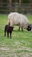 Quessant Lämmer ab Juni abzugeben Bocklämmer Nordrhein-Westfalen - Everswinkel Vorschau