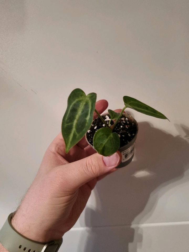 Anthurium Crystallinum Jungpflanze in Gleißenberg