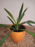 Zimmerpflanze Yucca Elephantipes Sachsen - Zittau Vorschau