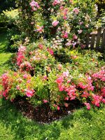 Lovely Fairy Rosen 2 x rosa/pink Nordrhein-Westfalen - Oberhausen Vorschau