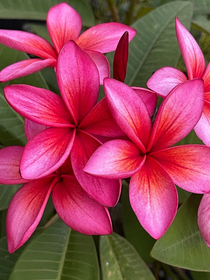 Plumeria verschiedene Sorten in Donzdorf