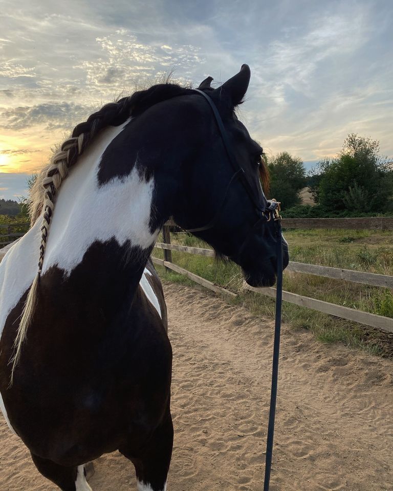 Biete Reitbeteiligung an Barockpinto Stute (Pferd sucht Mensch) in Fischbachtal