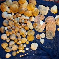 Muscheln Aquarium Deko Brandenburg - Kleinmachnow Vorschau