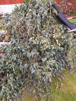 Eucalyptus frisch geschnitten Niedersachsen - Schwanewede Vorschau