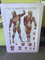 Anatomie Muskel Knochen Medizin Poster Dresden - Bühlau/Weißer Hirsch Vorschau