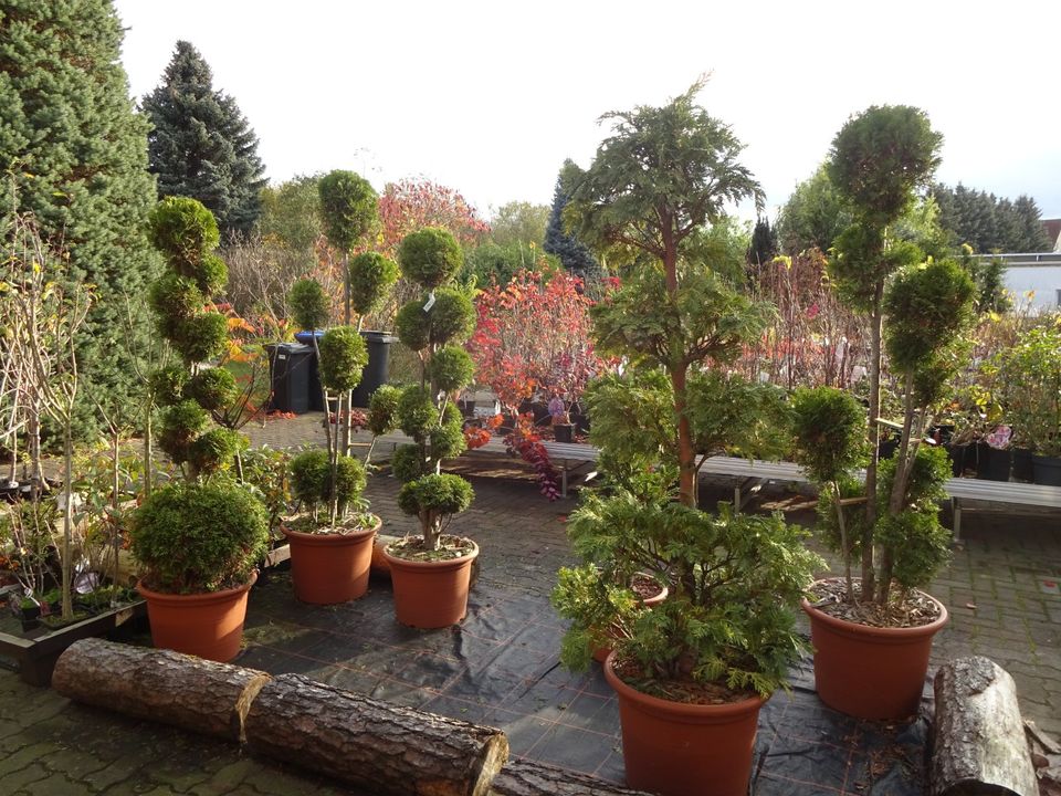 Gartenbonsai Höhe 220cm Koniferen Formschnitt Zypresse Formgehölz in Bad Schmiedeberg