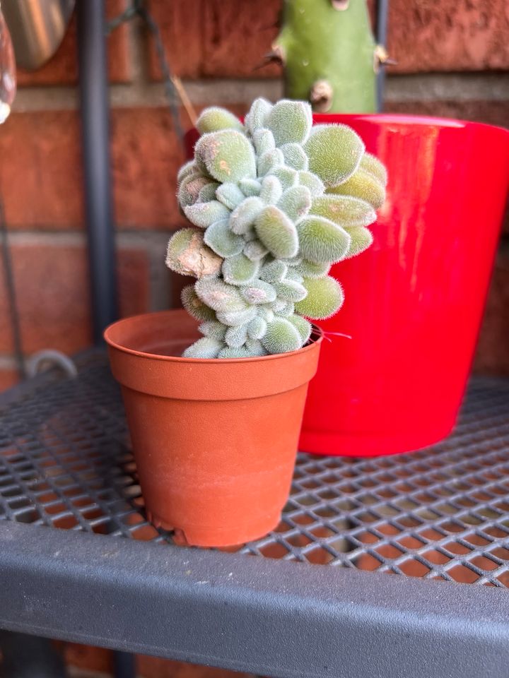 Echeveria pulvinata 'Frosty' cristata selten in Essen