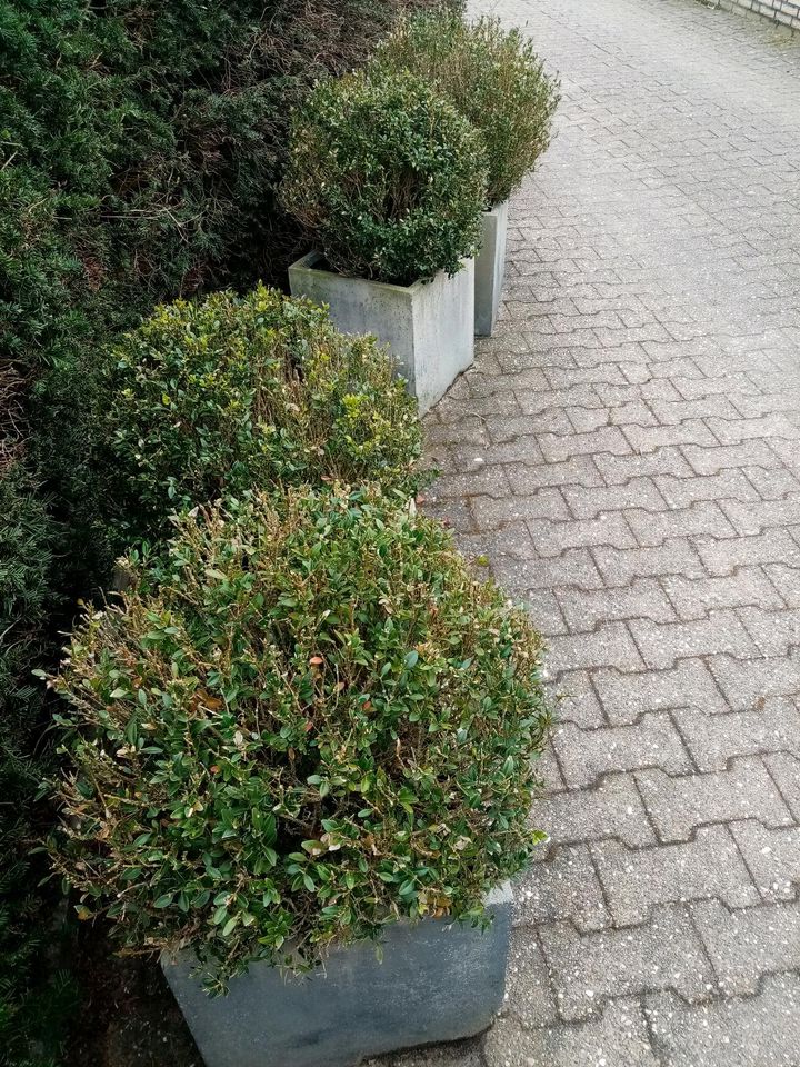 Buchsbaum Kugel im Pflanzkübel in Handorf