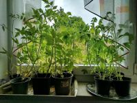 Tomatenpflanzen suchen dringend ein neues Zuhause Bayern - Hausen i. Niederbayern Vorschau