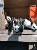 Gescheckte Riesen junge Kaninchen 15 Wochen alt Niedersachsen - Varel Vorschau