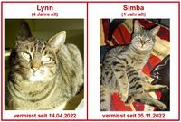 +++ 2 Katzen vermisst! +++ grau-getigert +++ Finderlohn! Bayern - Arberg Vorschau