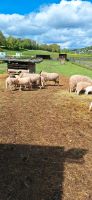 Schafe und Ziegen Hessen - Kirchheim Vorschau