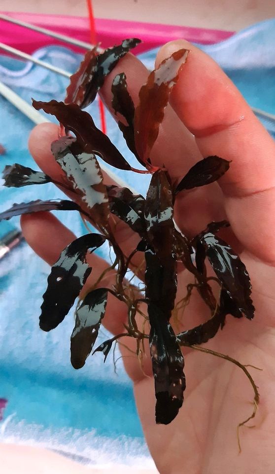 New ⭐❤ Red Chili 2x ❤⭐ Rare Bucephalandra Aquarium Garnelen in Freiburg im Breisgau