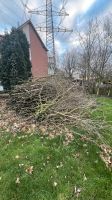 Holz auf dem Baum im  Garten Essen-Borbeck - Essen-Vogelheim Vorschau