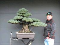 Professionelle Bonsai Gestaltung Bayern - Bad Reichenhall Vorschau