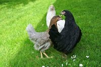 Hühner Hennen Verkauf Bartz Tiernahrung in Polch Rheinland-Pfalz - Polch Vorschau