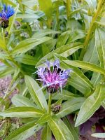 Ableger von meiner Bergflockenblume Insektenmagnet Sachsen - Lengenfeld Vogtland Vorschau