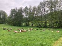 Grünland, Wiese, Weide, Schafhaltung Hessen - Meißner Vorschau