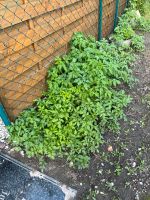 Tomatenpflanzen Sachsen-Anhalt - Sandersdorf Vorschau