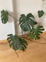 Monstera Pflanze im Topf Düsseldorf - Gerresheim Vorschau