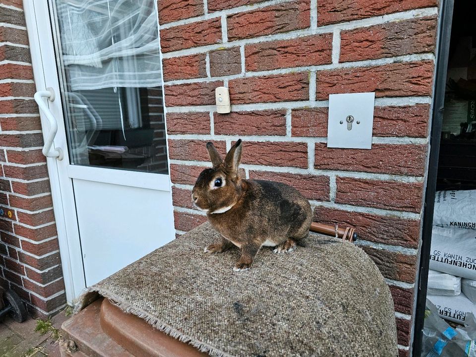 Zwergrex Castor Kaninchen Zwergkaninchen Hase geimpft Rhd 1+2 in Meppen