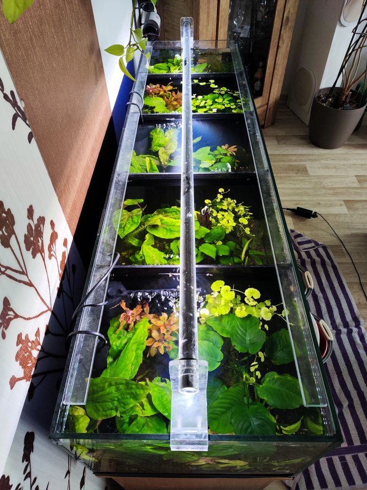 Aquarium Kampffisch 150 x 40 x 30 mit 5 Kammern in Machern