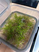 Bodendendecker Aquarium pflanze Tausch gegen andere pflanze Hessen - Birkenau Vorschau