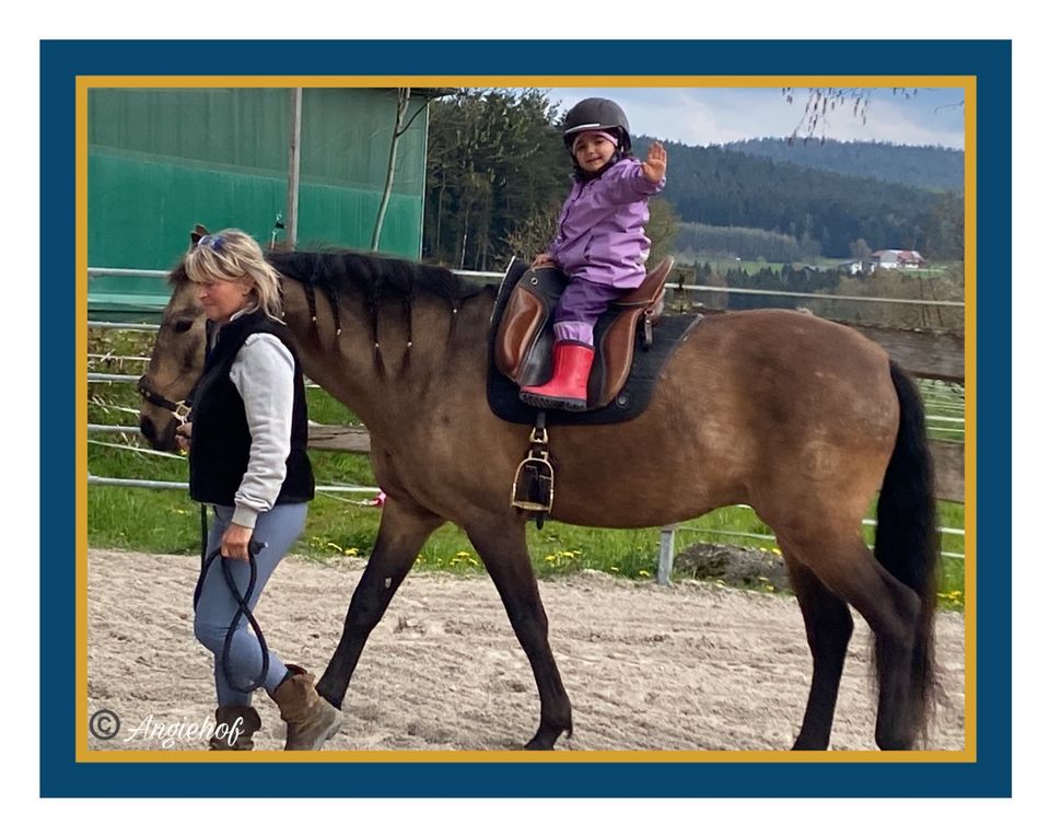 ⚜️ Therapeutisches Reiten ADS, ADHS, Lern-Konzentrationsschwäche in Viechtach