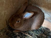 Roter Neuseeländer Rammler Bock 1.0 Thüringen - Wallichen Vorschau