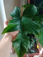 Philodendron Squamiferum Bayern - Pottenstein Vorschau