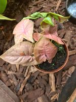 Syngonium podophyllum Strawberry Cream Schleswig-Holstein - Selent Vorschau