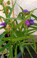 Dreimasterblume Staude Garten Nordrhein-Westfalen - Rheda-Wiedenbrück Vorschau