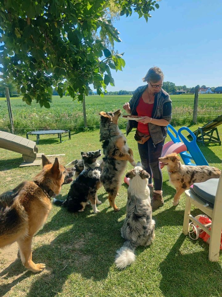 Hundeschule/Hundetraining/Welpenstunde in Stemwede