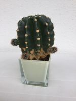 Kleiner Kaktus (Echinopsis subdenundata) Bayern - Kulmbach Vorschau