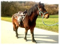 Ponyreiten zum Kindergeburtstag bei euch daheim! Bayern - Bobingen Vorschau