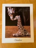 Bild / Poster in Bilderrahmen Holz 55 * 45 cm, Giraffe Shahni Nordrhein-Westfalen - Meerbusch Vorschau