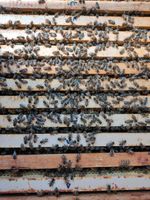 Bienen / Bienenvolk Carnica mit Gesundheitszeugnis Rheinland-Pfalz - Andernach Vorschau
