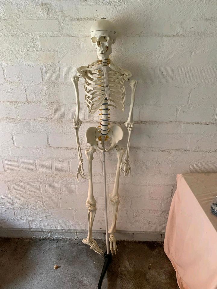 Skelettmodell, Anatomie Skelett in Lübeck