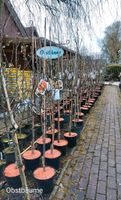 Obstbäume - Apfel, Birne, Kirschen, Zwetschge, Nashis...... Niedersachsen - Detern Vorschau