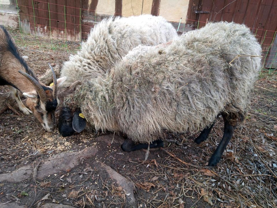 Weibliche Schafe abzugeben, 4 Auen und 1 junges weibliches Schaf in Friedland