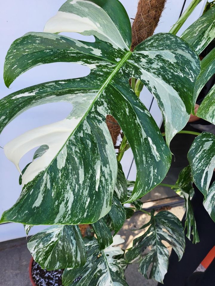 Monstera Variegata groß - whiteleafplants in Langenhagen