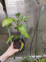 Paprika Pflanzen Bio Garten getopft Gemüse Schleswig-Holstein - Barkelsby Vorschau